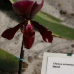 0023 orchidee.jpg